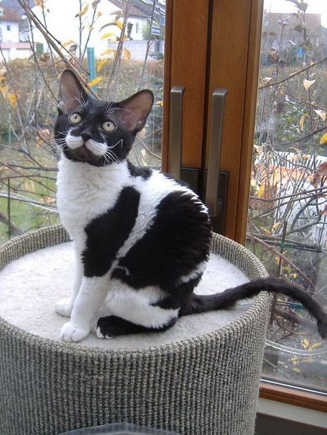 #animals #cat #dog Tuxedo Cat Facts, Laperm Cat, Cat Tuxedo, Laperm, Black And White Cat, Tuxedo Cats, Cat Facts, Tuxedo Cat, Unique Cats