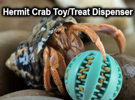 BUSY BALL Hermit Crab Toy / Treat Dispenser With FREE Wooden - Etsy Canada Moss Foraging, Hermit Crab Crafts, Crab Habitat, Hermit Crab Habitat, Crab Tank, Dehydrated Fruits, Crab Toy, Pet Lizards, Hamster Care