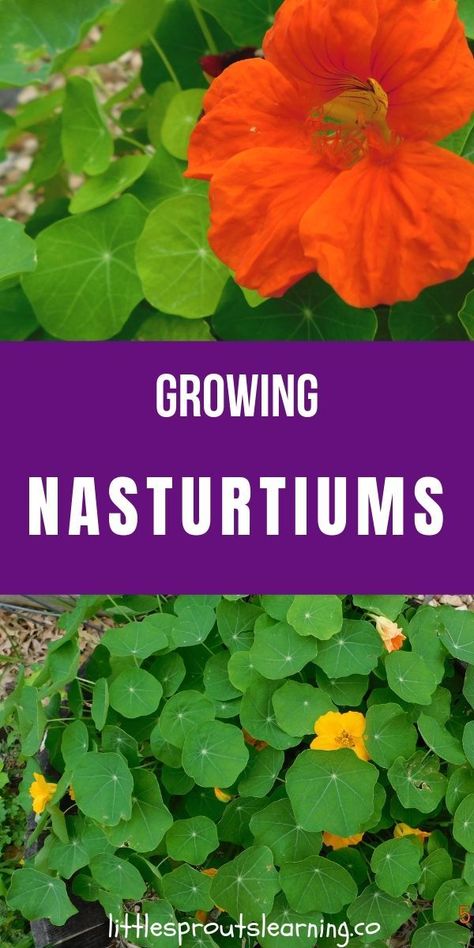 Garden For Kids, Suburban Homesteading, Nasturtium Flower, Natural Gardening, Allotment Ideas, Colonial Garden, Gardening Tricks, Plant A Garden, Gardening Planting