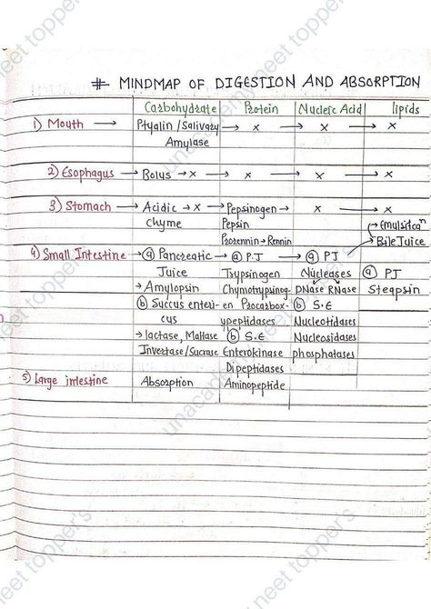 Table of digestion and absorption for human Digestion And Absorption Neet Notes, Digestion And Absorption Notes, Notes For Biology, Biology Study Notes, Biology Class 11, Neet Biology, Digestion And Absorption, Neet Notes, Hand Written Notes