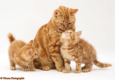 cats and kittens | Red tabby British Shorthair mother cat and kittens photo - WP11779 Tabby British Shorthair, American Shorthair Cat, Kitten Photos, Mother Cat, Tabby Kitten, British Shorthair Cats, Orange Tabby Cats, Cat Pose, Orange Cats