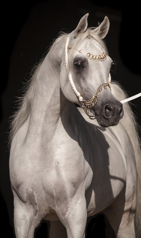 Arabic Horse, حصان عربي, Summer Coat, Cai Sălbatici, Arabian Stallions, Beautiful Arabian Horses, Horse Wallpaper, Most Beautiful Horses, Most Beautiful Animals