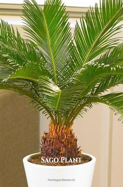 Poolside Trees, Indoor Palm Plants, Palm Plant Care, Sago Palm Tree, Palm Plants, Mini Palm Tree, Backyard Resort, Coastal Landscaping, Indoor Palms