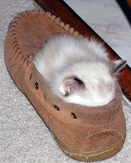 hahaha somedays I wish I could curl up inside my slippers too Sleep Funny, Sleeping Kitten, Cutest Animals, Cat Sleeping, Funny Cat Pictures, Cute Kittens, Funny Animal Pictures, Funny Animal, 귀여운 동물