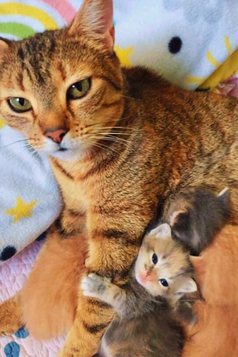 Mama cat and her kittens Miraculous Family, Cat Rescue Stories, Cat Vet, Cat Attack, Dog Attack, Mother Cat, Cat Stories, Rescue Cats, Animal Care