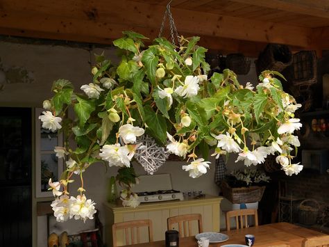 Weeping Begonia, White Begonias, Begonia Plants, Waterfall Pool, Tuberous Begonia, Big Basket, Patio Pots, Plant Needs, Summer Garden