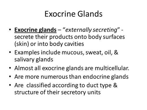 Exocrine Glands Exocrine glands – “externally secreting” - secrete their… Exocrine Glands Notes, Endocrine Vs Exocrine Glands, Endocrine And Exocrine Glands, Exocrine System, Body Cavities, Endocrine System Nursing, Study Binder, Exocrine Gland, Anatomy Notes