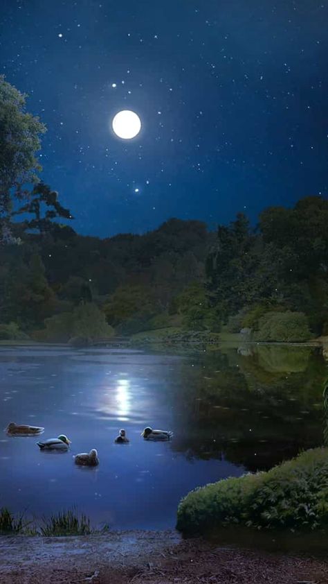 The Elementalists, Lake At Night, Lake Night, Pond Painting, Episode Interactive Backgrounds, Episode Backgrounds, Night Sky Photography, Scenery Background, Landscape Photography Nature