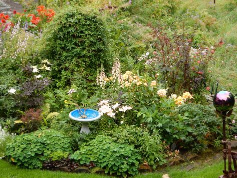 Minnesota Gardening, Alaska Garden, Minnesota Garden, Martagon Lily, Hydrangea Petiolaris, Japanese Painted Fern, Picea Pungens, Flagstone Path, Thuja Occidentalis