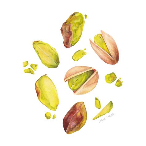 Watercolour painting of tossed up pistachios. #watercolour #foodart #foodillustration #pistachiopainting #chocolate #illustration #watercolor #nutpainting #pistachio Homemade Recipe Books, Graph Design, Watercolour Illustration, Illustrator Artist, Artwork Display, Coloured Pencils, Food Drawing, Art Journal Pages, Freelance Illustrator