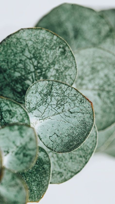 Mint Green Wallpaper Iphone, Mint Green Wallpaper, Feuille Eucalyptus, Image Nature, Plant Photography, Iphone Homescreen Wallpaper, Plant Wallpaper, Phone Wallpaper Images, Minimalist Wallpaper