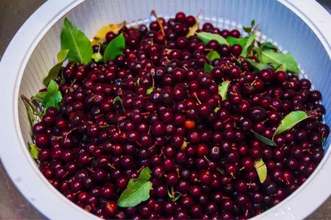 16 Amazing Benefits Of Choke Cherry Chokecherry Syrup, Cherry Seeds, Vampire Oc, Tinctures Recipes, Cherry Drink, Cherry Tea, Cherry Syrup, Mulling Spices, Cherry Trees