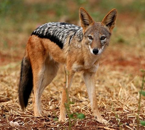 Black Backed Jackal, Mystical Animals, African Continent, Pretty Animals, Wild Dogs, African Wildlife, Animal Sketches, African Animals, Animals Of The World