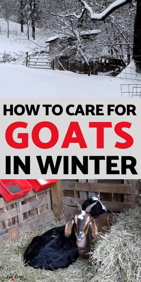 How to Care for Goats in Winter- What You NEED to Know! Goat Playground, Goat Toys, Keeping Goats, Goat Health, Goat Shelter, Goat Pen, Goat Milking, Pet Goat, Goat House