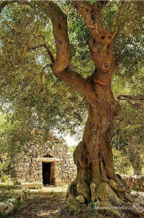 Olive Tree Care, Growing Olive Trees, Modern Water Feature, Front Lawn Landscaping, River Rock Garden, Weird Trees, Backyard Covered Patios, Fall Garden Vegetables, Recycled Garden