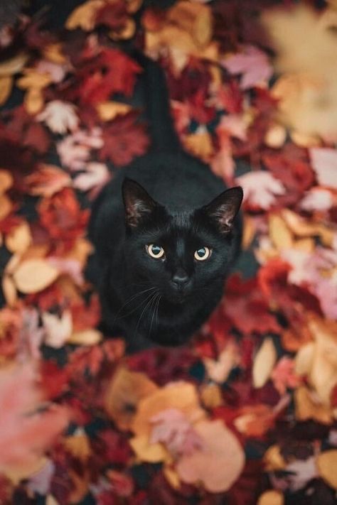 Black Cat, Halloween, Black