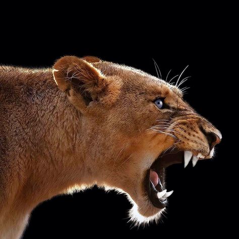 Lion Snarl, Angry Lion, Lion Couple, Lion Quotes, Lion Photography, Animal Attack, Animal References, Lion Pictures, Interesting Photos