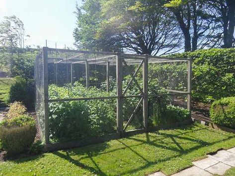 Fruit Cages, Fruit Cage, Country Garden Design, Berry Garden, Narrow Garden, Vegetable Garden Tips, Build A Greenhouse, Berry Plants, Potager Garden