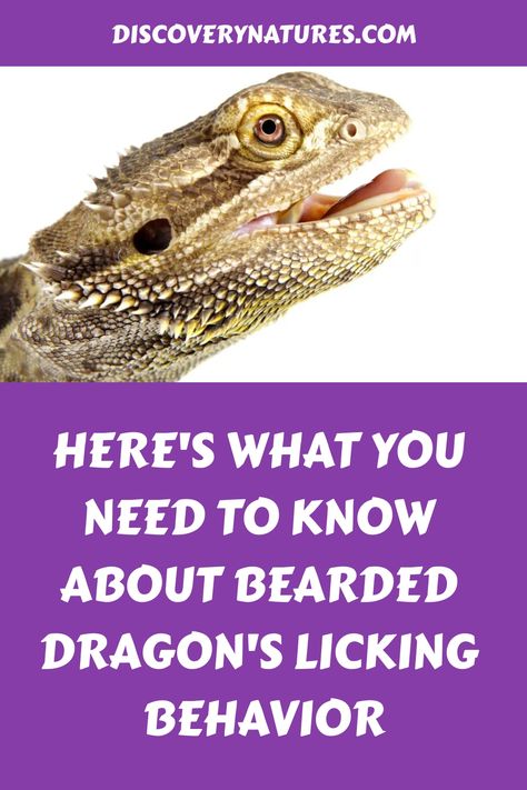 Licking is an important sensory behavior for bearded dragons. Read through this article to understand this behavior and how to address it. #BeardedDragon #BeardedDragonPet #BeardedDragonBehavior #PetCare #PetBehavior #PetCare #ReptilePet #Reptile Bearded Dragon Behavior, Bearded Dragon Care, Reptiles Pet, Animal Behavior, Bearded Dragon, Reptiles, Pet Care, Need To Know, Quick Saves