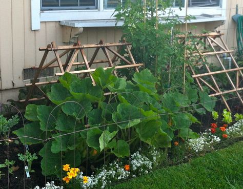 Faire pousser des citrouilles sur un treillis Squash Support, Veg Gardens, Pumpkin Trellis, Squash Trellis, Planting Pumpkins, Pumpkin Garden, Growing Pumpkins, Diy Trellis, Veggie Patch