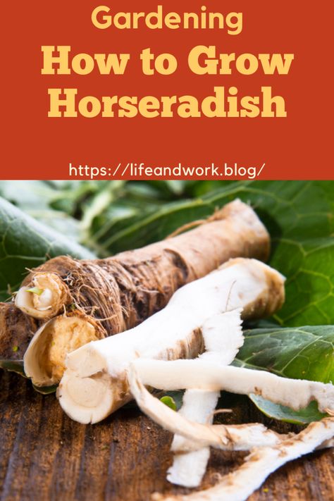 How to Grow Horseradish How To Harvest Horseradish, Horseradish Plant How To Grow, How To Grow Horseradish, Grow Horseradish, Horseradish Plant, Growing Horseradish, Refrigerator Jam, Fresh Horseradish, Stabilized Whipped Cream