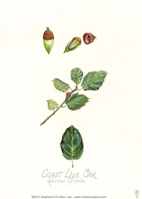 Coast live oak Oak Illustration, Coast Live Oak, Stephanie Law, Plant Sketches, Botanical Drawing, Drawing Tattoo, Botanical Artwork, Live Oak, Botanical Drawings