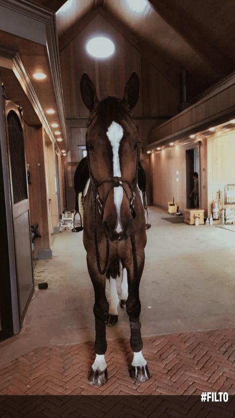 Horses Back Riding, Cai Arabi, Horsey Life, Horse Riding Aesthetic, Show Jumping Horses, Equestrian Aesthetic, Cute Horse Pictures, Race Horse, Horse Aesthetic