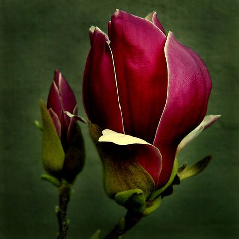 Magnolia #2 | Sweet magnolia | Simon Wong | Flickr Skygge Planter, Magnolia Trees, Colorful Roses, Magnolia Flower, Flower Bud, Dark Background, Ranunculus, Exotic Flowers, Flower Beauty