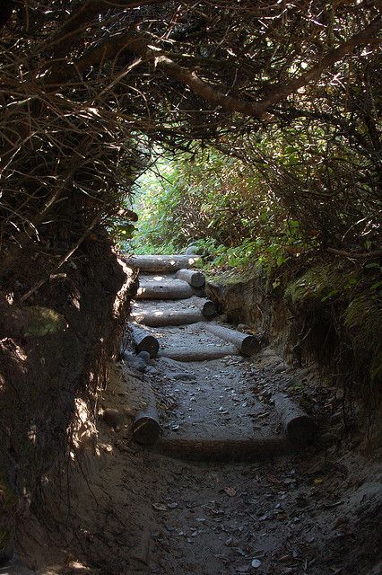 Hobbit Trail - Florence, Oregon. One of my favorite secret places:) Florence Oregon, Antonio Machado, Explore Oregon, Oregon Vacation, Beautiful Oregon, Secret Tunnel, Oregon Road Trip, The Oregon Trail, Secret Place