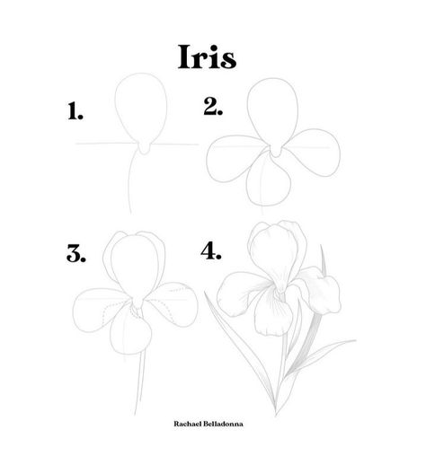 How To Draw An Iris Flower Step By Step, Iris Flowers Drawing Easy, How To Draw An Iris, How To Draw Iris, Iris Drawing, Landscape Drawing Tutorial, Diy Canvas Art Easy, Draw Flowers, Flower Line Drawings