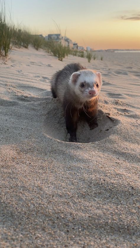 Ferret Photography, Ferret Aesthetic, Ferret Pictures, Baby Ferrets, Funny Ferrets, Ferret Cage, Pet Ferret, Different Animals, Cute Ferrets