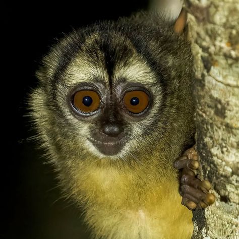 How cute is this little dude?? Panamanian Night Monkey, Panama Photo Workshop Night Monkey, Panama, Animals