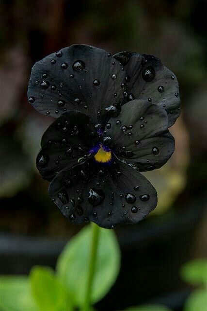 Black Pansy, Spooky Garden, Black Orchids, Courtyard Plants, Black Plants, Dark Garden, Goth Garden, Gothic Garden, Black Garden