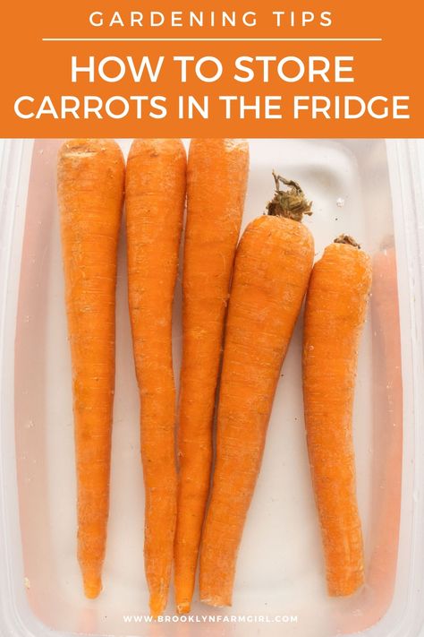 How To Save Fresh Carrots, Long Term Carrot Storage, How To Store Fresh Carrots, Keep Carrots Fresh Longer, How To Store Carrots In The Fridge, How To Store Green Beans In The Fridge, How To Store Carrots From Garden, Storing Carrots From Garden, How To Keep Carrots Fresh In The Fridge