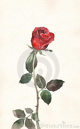 Red rose watercolor painting Red Rose Drawing, Red Rose Watercolor, Rose Watercolor Painting, Watercolor Pencil Art, Rose Sketch, Rose Watercolor, Rose Illustration, Red Painting, Skincare Packaging