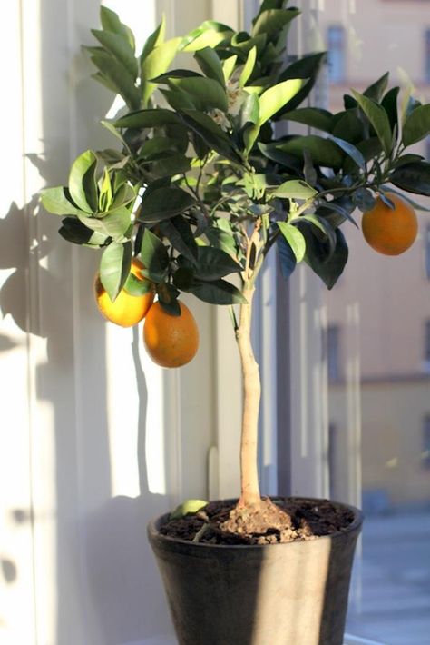 Great info about growing a citrus tree indoors. I have a grapefruit tree I grew from seed that's been growing for over 2 years now & has exceeded my expectations, now reaching 34", (not including it's pot). It lives in full sun outdoors in Spring & Summer & returns to the sunniest window in the house once the danger of frost grows near. I've had some of the same issues described in this article. I learned a few things that will help me be a better caregiver to my gf tree. Dig it! Citrus Tree Indoor, Indoor Lemon Tree, Indoor Fruit Trees, Growing Lemon Trees, Grapefruit Tree, Growing Citrus, Kumquat Tree, Meyer Lemon Tree, Tattoo Plant