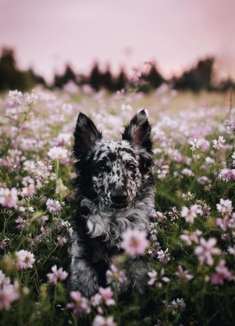 Dr Pets, Aesthetic Dog, Animal Images, Animal Fun, Cute Dog Photos, Ear Care, Cute Dog Pictures, Pretty Dogs, Super Cute Animals