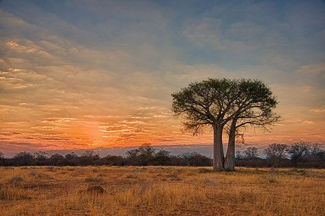 Africa Trees, Africa Landscape, Bird Painting Acrylic, Landscapes Photography, African Landscape, Visit South Africa, African Skies, Africa Photography, Baobab Tree