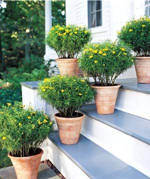 22 Ideas for Container Gardens|It's not too late to start planting. Try one of these beautiful, easy ideas. Front Porch Steps, Container Gardening Flowers, Porch Steps, Container Gardens, Gardening Supplies, Container Plants, Front Garden, Garden Supplies, Outdoor Plants