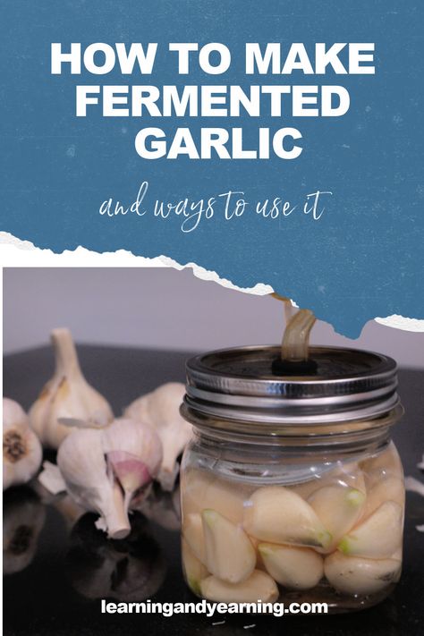 Garlic is chock full of health benefits. Fermented garlic takes it a step further by adding probiotics which increase vitamins and improve digestion! #garlic #harvest #fermentation #ferment #lacto-fermentation #lactofermentation #realfood #natural #homesteading Fermenting Recipes, Fermenting Vegetables, Preparedness Ideas, Fermented Garlic, Preserved Food, Lacto Fermentation, Preserving Vegetables, Lacto Fermented, Preserving Recipes