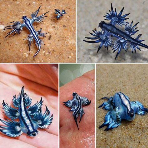 Blue dragon Sea Slug Tattoo, Dragon Sea Slug, Slug Tattoo, Blue Sea Slug, Glaucus Atlanticus, Blue Swallow, Water Dragon, Sea Slug, Sea Dragon