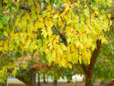 Lacebark Elm, Ulmus Parvifolia, Fall Color Trees, Tree Pictures, Elm Tree, Cinnamon Color, Landscape Plants, Landscape Designs, Shade Trees