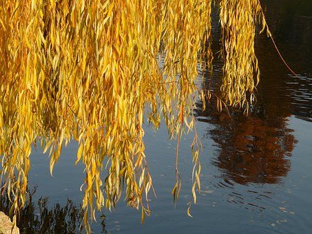 10+ Free Golden Willow & Tree Images - Pixabay Golden Willow Tree, Tree Images, Willow Tree, Quality Images, All Pictures, Free Images, High Quality Images, In This Moment, Black And White