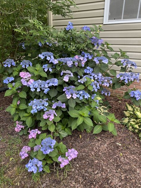 Twist and Shout Lacecap Hydrangea Hydrangea Garden Front Yard, Incrediball Hydrangea Companion Plants, Twist And Shout Hydrangea, Fairytrail Bride Hydrangea, Lacecap Hydrangea, Hydrangea Aspera, Hydrangea Endless Summer, Wall Plants, Lace Cap Hydrangea