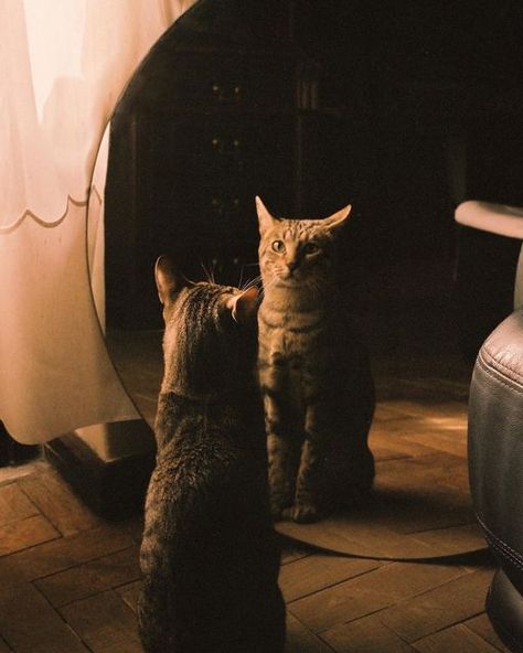 SARA LATIF on Instagram: "Mirror, mirror on the wall, who’s the fairest of them all? [1-3] choose your fav! ✨🎞️ #portra400" Cat Reflection, Bodega Cat, Kodak Gold 200, The Fairest Of Them All, Film Stock, Kodak Gold, Fairest Of Them All, Analog Photography, Mirror Mirror On The Wall