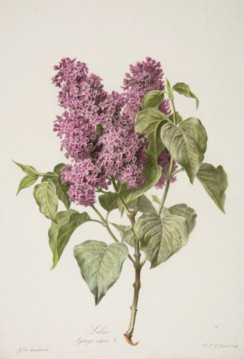 purple lilac reference art Syringa Vulgaris, Botanical Illustration Vintage, Vintage Botanical Prints, Botanical Painting, Botanical Beauty, Scientific Illustration, Botanical Drawings, Nature Illustration, Arte Floral