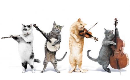 The cat band Gatos Cool, Koci Humor, Cats Musical, Slaap Lekker, Cat Holidays, Cat Club, Fb Covers, Cat Playing, Cat Wallpaper