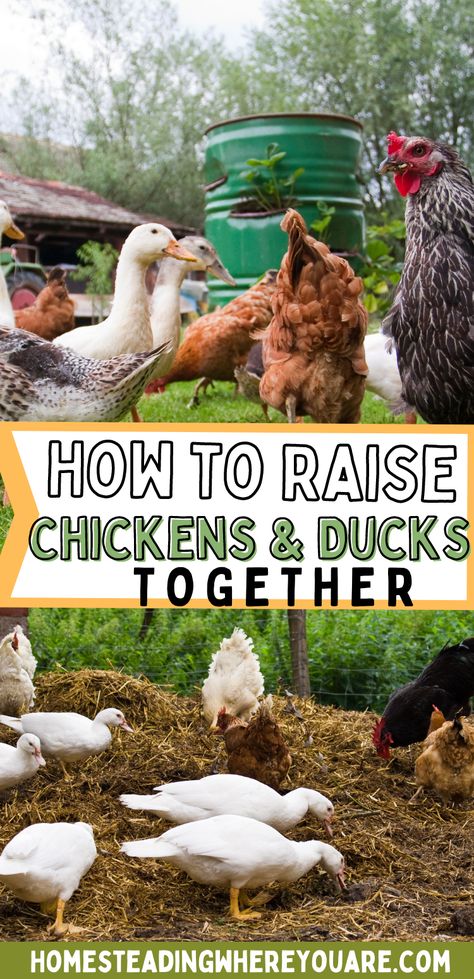 Ducks And Chickens Together, Ducks And Chickens, Chickens And Ducks, Chicken Flock, Backyard Ducks, Farming Ideas, Duck Coop, Duck Farming, Raising Ducks