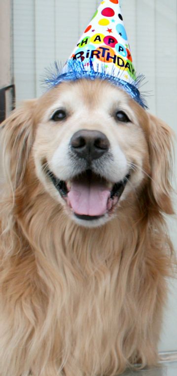 Happy Birthday Golden Retriever, Golden Retriever Mix Puppies, Golden Retriever Birthday, Happy Birthday Animals, Golden Retriever Baby, Golden Retriever Owner, Celebrity Dogs, Dog Advice, Dog Varieties