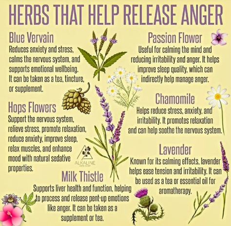 Herbal Education, Herbal Medicine Recipes, Herbal Remedies Recipes, Diy Herbal Remedies, Medical Herbs, Curated Content, Herbal Recipes, Magical Herbs, Herbal Healing